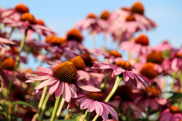 Rudbeckia flowers in summer against blue sky, colorful floral background. Echinacea purpurea, healing herb for immune system - obrazy, fototapety, plakaty