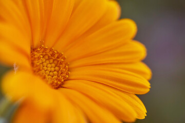 Nails medicinal, or marigold medicinal - herbaceous plant, a species of genus Calendula family Astra. Close-up.With copy space.