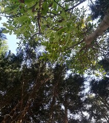 Obraz premium View upside down trees