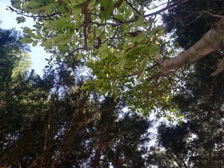 Trees
