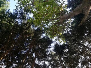 trees seen from below