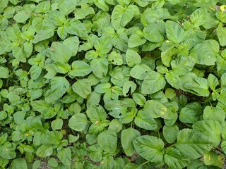 organic green spinach plants are good for health in the fields