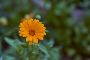 Nails medicinal, or marigold medicinal - herbaceous plant, a species of genus Calendula family Astra. Close-up.With copy space.