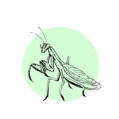 realistic vector mantis