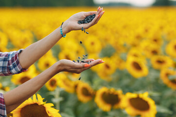 Woman farmer holding sunflower seeds in hands at agricultural field.