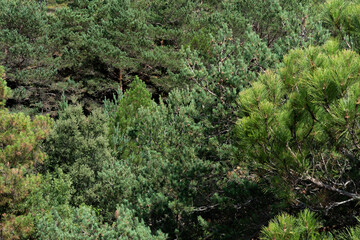 Background with different species of pines in the middle of the mountains of Catalonia