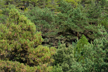 Fototapeta na wymiar Background with different species of pines in the middle of the mountains of Catalonia
