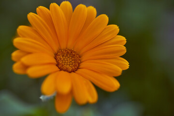Nails medicinal, or marigold medicinal - herbaceous plant, a species of genus Calendula family Astra. Close-up.With copy space.