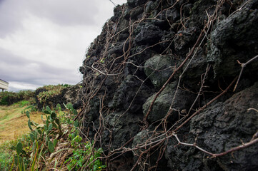 Prickly pear cactus beside the stonewall to the seaside.