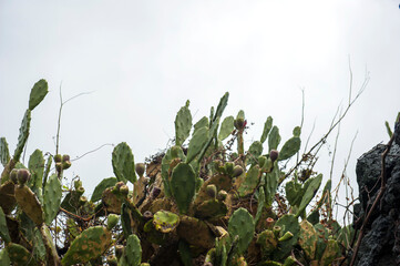 Prickly pear cactus beside the stonewall to the seaside.