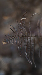 Fougère morte en plein hiver, de forme élégante