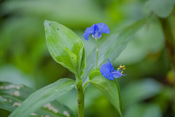 commelina benghalensis, Goan wild flower, watergrass image, Indian water grass, white mouth day flower, herbal plant, Indian day flower 