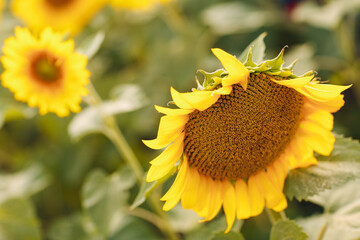 Field of blooming sunflowers. Sunflower oil source