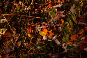 Jesień w Bieszczadach