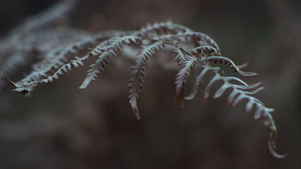 Feuille de fougère retombantes, ambiance livide et froide