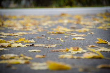 Grey asphalt is strewn with bright yellow autumn leaves