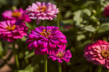 Obraz premium Zinnia elegans - an annual herbaceous plant species of the genus Zinnia family Asteraceae. Macro effect photo.