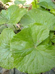 organic green spinach plants are good for health in the fields
