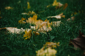 Dark green grass covered with dry yellow autumn leaves. Colorful autumn time