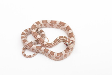 Small Hypoberry Red factor Corn snake on a white background. Pantherophis guttatus