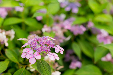 Flowers blossom on sunny day. Flowering hortensia plant. Violet Hydrangea macrophylla blooming in spring and summer in a garden. Web banner, nature background