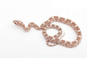 Small Hypoberry Red factor Corn snake on a white background. Pantherophis guttatus