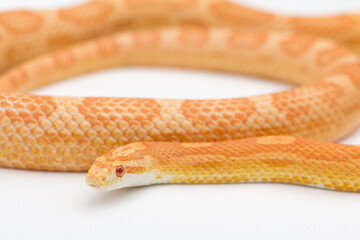 Fototapeta premium Yellow Amelanistic corn snake on a white background. Pantherophis guttatus