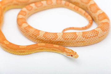 Fototapeta premium Yellow Amelanistic corn snake on a white background. Pantherophis guttatus