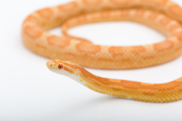 Fototapeta premium Yellow Amelanistic corn snake on a white background. Pantherophis guttatus