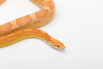 Fototapeta premium Yellow Amelanistic corn snake on a white background. Pantherophis guttatus