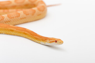 Yellow Amelanistic corn snake on a white background. Pantherophis guttatus