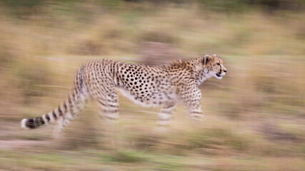 Cheetah walking in motion blur side view with smooth background in tall grass in Masai Mara Kenya