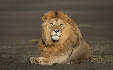 Male lion lying down with head up looking straight at camera with beautiful mane in Ngorongoro Crater Tanzania