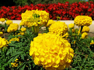 Yellow flowers Tagetes erecta or french Marigold growing among the red flowers on the flowerbed.
