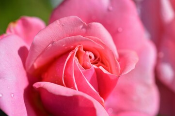 pink rose closeup