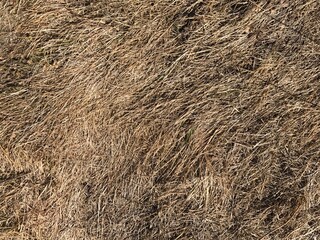 autumn grass texture