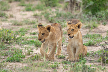 Obraz na płótnie Canvas Two baby lion cubs in green grass in Kruger Park South Africa