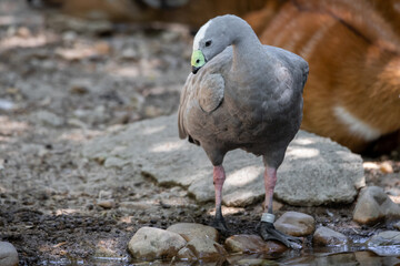 Beautiful portrait of a cape barren goose