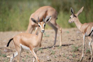 Naklejka na ściany i meble Group of dorcas gazelle on alert
