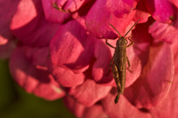 Grasshopper sits in red flower. Close-up.Macro effect photo.