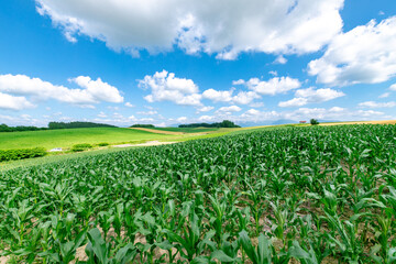 北海道の風景　美しい夏の美瑛町