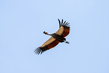 Plakat Gray crowned crane flying with a blue sky