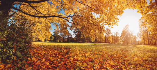 trees with multicolored leaves on the grass in the park