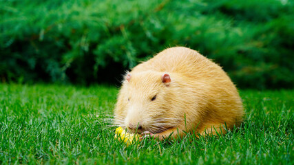 A brown nutria on a bright green lawn at the zoo eats a swing of corn. portrait of coypu in the wild. albino muskrat, beautiful waterfowl otter.