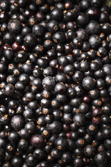 Black currant. A large plate of currants.