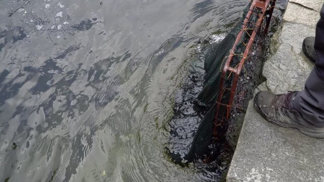 Man catches fish with hatchery