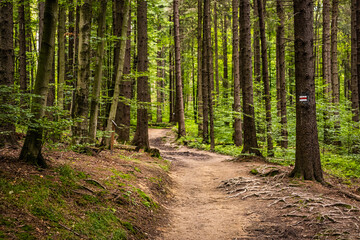 Hiking path in a forest