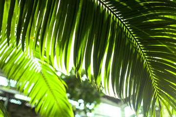 Palm leaves close up pattern