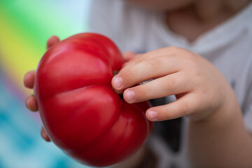 große rote Tomate in den kleinen Händen eines Kindes gehalten.