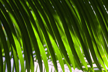Palm leaves close up pattern